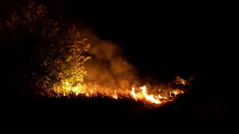 Forest fire. Fire destroys trees and forest animals. Destroyed flora and fauna. Stock Footage 118953214