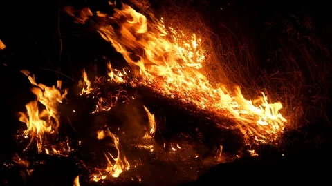 Forest fire. Fire destroys trees and forest animals. Destroyed flora and fauna. Stock Footage 118953217