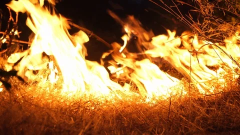 Forest fire. Fire destroys trees and forest animals. Destroyed flora and fauna. Stock Footage 118953256