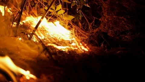 Forest fire. Fire destroys trees and forest animals. Destroyed flora and fauna. Видео 119118842