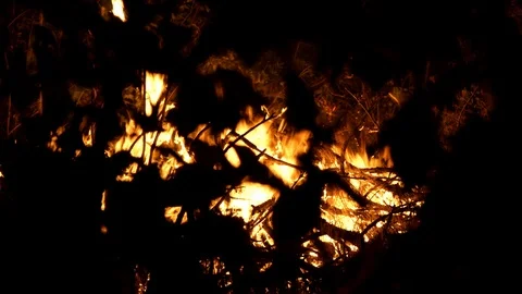 Forest fire. Fire destroys trees and forest animals. Destroyed flora and fauna. Stock Footage 120039915