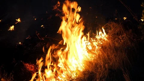 Forest fire. Fire destroys trees and forest animals. Destroyed flora and fauna. Stock Footage 120040025