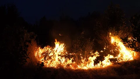 Forest fire. Fire destroys trees and forest animals. Destroyed flora and fauna. Video stock 120040111