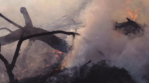 Forest fire. Fire destroys trees .Fires in the forests. Catastrophe Video stock 129314806