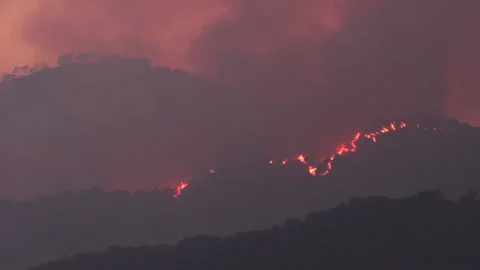 Forest fire. Fire destroys trees and forest animals. Destroyed flora and fauna. Stock Footage 133203348