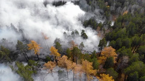 Forest fire. Fire destroys trees and forest animals.. Stock Footage 142067821