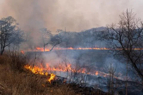 Forest fire. Fire in the forest, dry grass and trees are burning Stock Photos