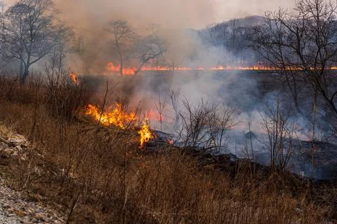 Forest fire. Fire in the forest, dry grass and trees are burning Stock Photos