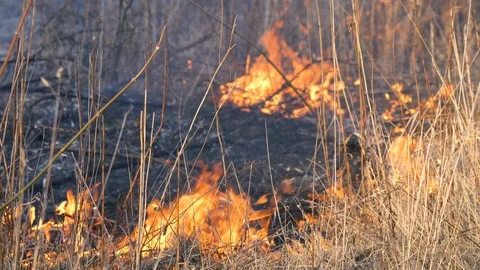 Forest fire. Fire grass near the forest. Thick smoke and fire threaten nature Stock Footage 127691234