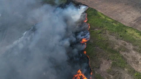 Forest fire. fire over a large area. Fire in hot weather Stock Footage 246793754