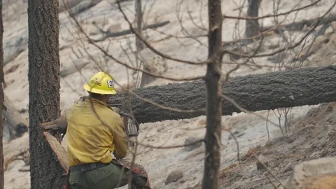 Forest Fire Firefighter Crew Chainsaw 3 Stockbeeldmateriaal 74279240