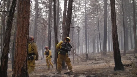 Forest Fire Firefighters Chop Trees Stock Footage 74279410