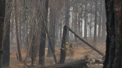 Forest Fire Firefighters Working Through the Trees Stock Footage