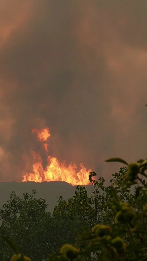 Forest fire flames devouring mountain woods Video stock 340419939