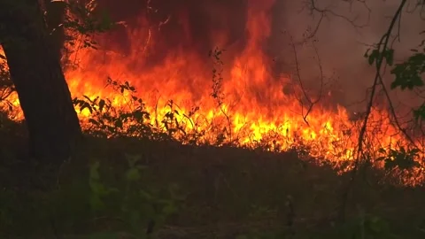 Forest fire. The flames engulfed the forest floor. Stock Footage 276777649