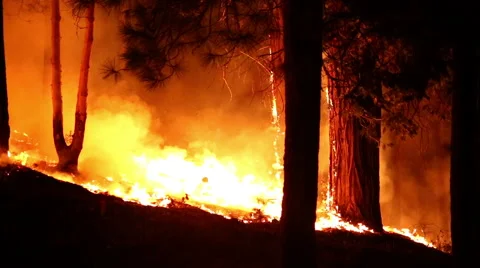 Forest Fire flames Stock Footage 41832104