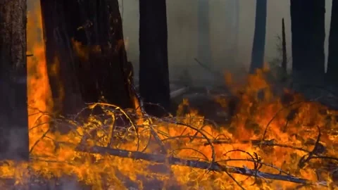 Forest in fire flames. Global warming concept. Stock Footage 246579794
