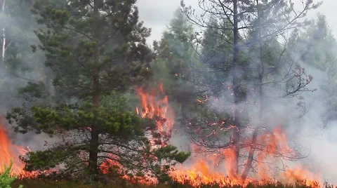 Forest fire flames swallow young pine tree. Stock Footage 58608899