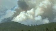 Forest Fire  Stock Footage