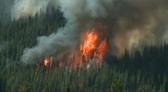 Forest Fire  Stock Footage