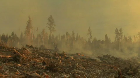 Forest Fire Stock Footage 711198