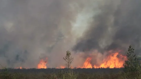 Forest Fire Video stock 5505345