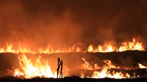 Forest in the fire Vídeo Stock 24128346