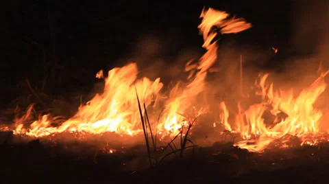 Forest in the fire 库存影片 28020830