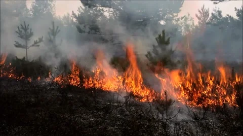 Forest fire Stock Footage