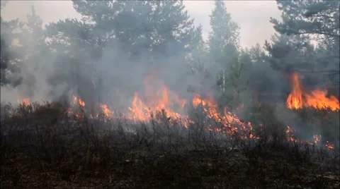 Forest fire Vídeos de archivo 42421933
