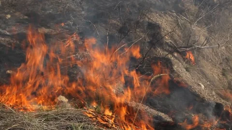 Forest fire Stock Footage 44672009
