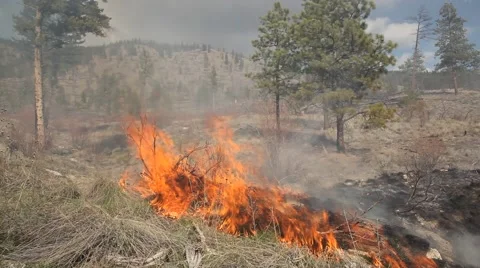 Forest fire Stock Footage 44672101