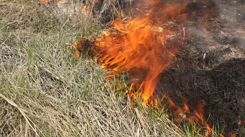Forest fire Stock Footage 44672207