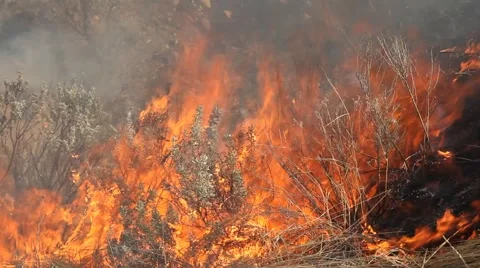 Forest fire Stock Footage 44672259