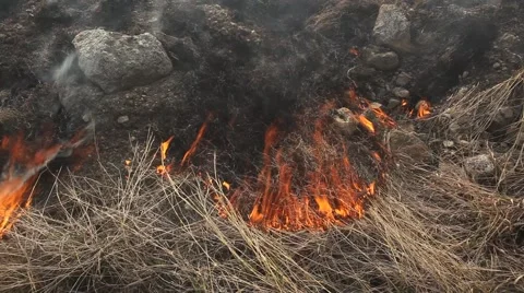 Forest fire Stock Footage 44672296