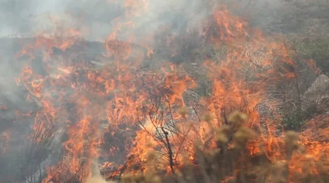 Forest fire Stock Footage 44672358