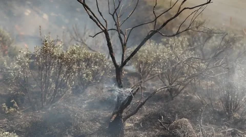 Forest fire Stock Footage 44672440