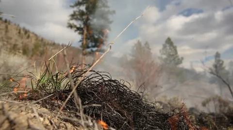Forest fire Stock Footage 44672512