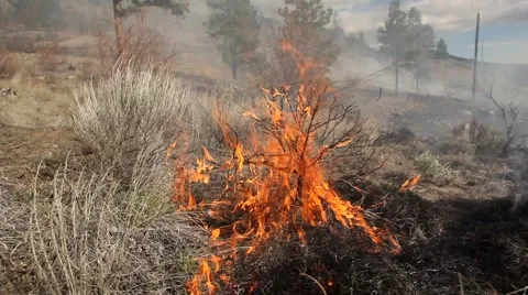 Forest fire Stock Footage 44672575