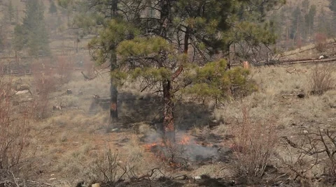 Forest fire Stock Footage 44672580