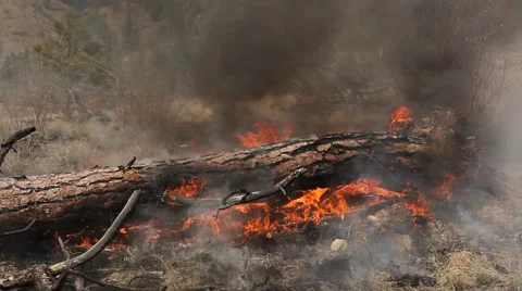 Forest fire Stock Footage 44672705