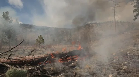 Forest fire Stock Footage 44672713