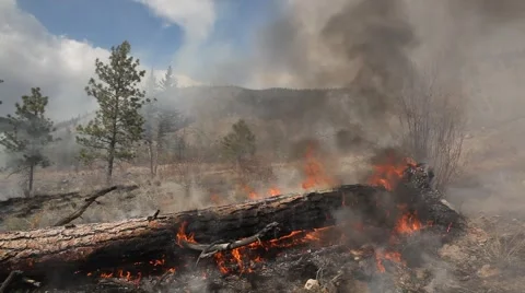 Forest fire Stock Footage 44672851