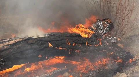 Forest fire Stock Footage 44673016