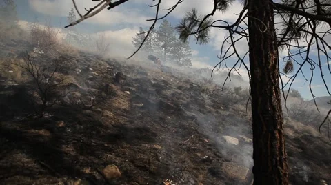 Forest fire Stock Footage 44673177