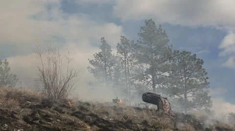 Forest fire Stock Footage 44673186