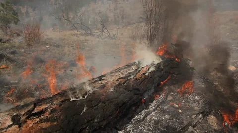 Forest fire Stock Footage 44673644