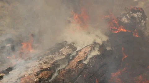 Forest fire Stock Footage 44673650