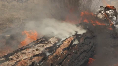 Forest fire Stock Footage 44673729