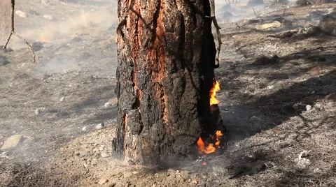 Forest fire Stock Footage 44674129